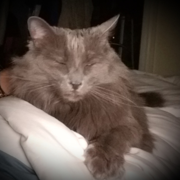 Meet your Posher, Darla - Picture 4 of 10